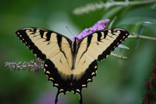 Only Swallowtails....