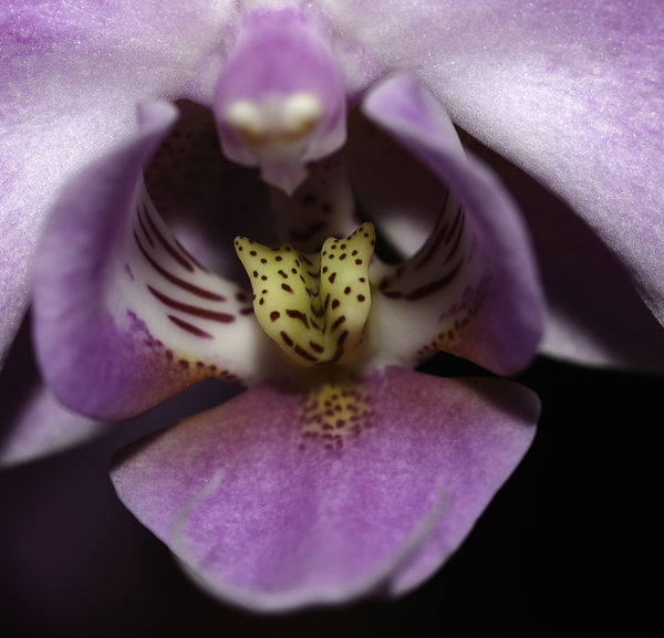 orchid...