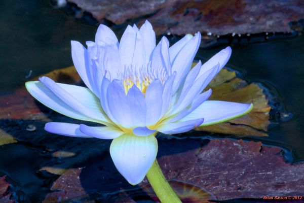 Water Lilly Blue...