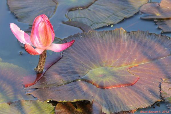 Water Lilly Pink...