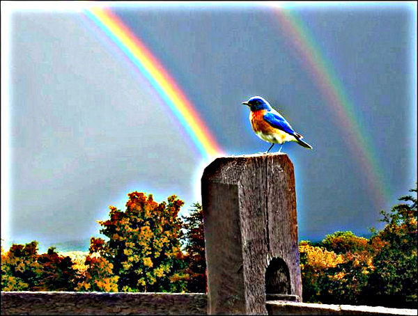 Rainbow......