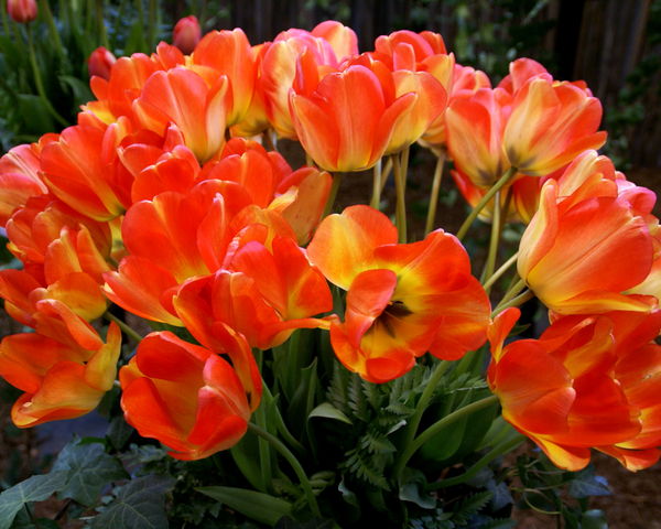 Tulips: The Tulip festival in Washington state...