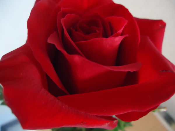 Close-up of rose...
