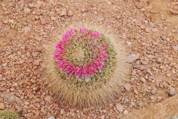 Cactus at Phoenix Botannical Gardens...
