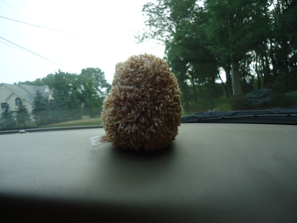 Hedgehog went along for the ride...