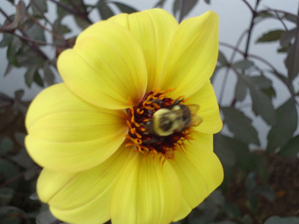Bee on flower...