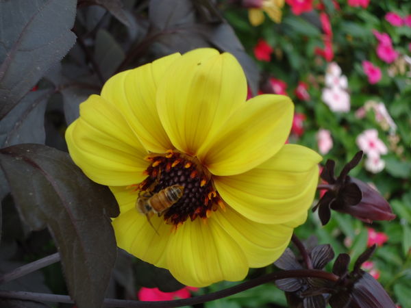 Bee on flower...