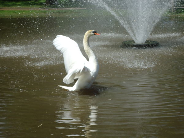 Swan taking a bath...