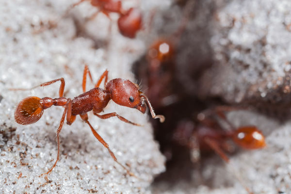 harvester ants...