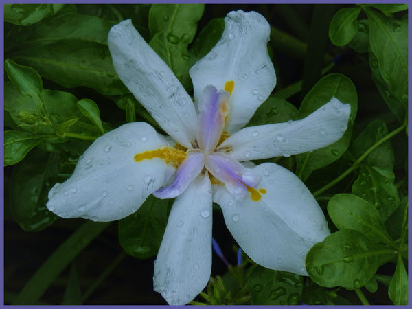 African Lily after rain...