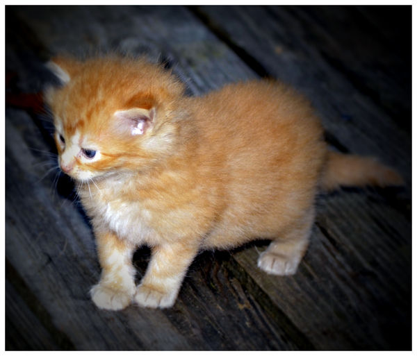 1st Kitten...