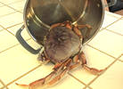 Fresh crab straight off the boat..sooo good...