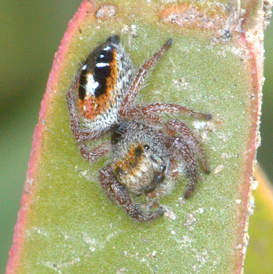 Possibly an immature Jumping spider (Phidippus cal...