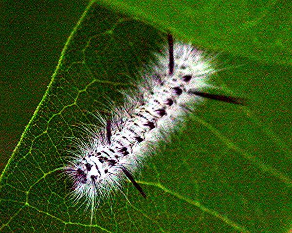 A Hickory Tussock  Moth Caterpillar...