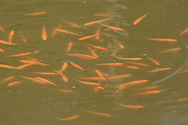 Fresh water Goldfish inhabit this pond!...