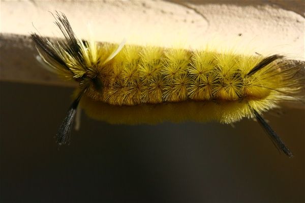 A different Tussock Moth Caterpillar found....