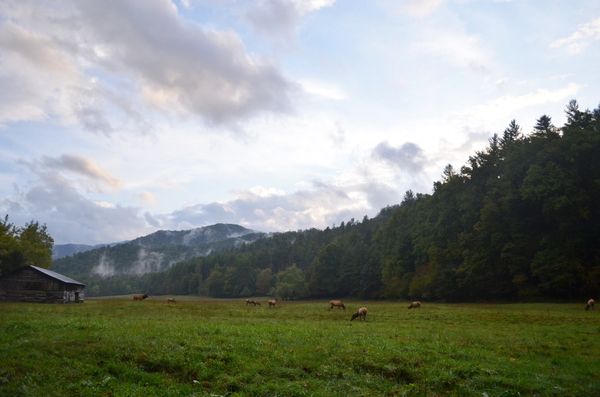 Another glimpse of Cataloochee Valley in the late ...