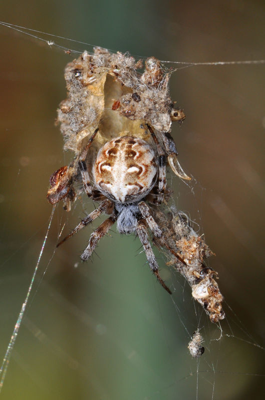Colonial Orb Weaver (Metepeira spinipes) & retreat...