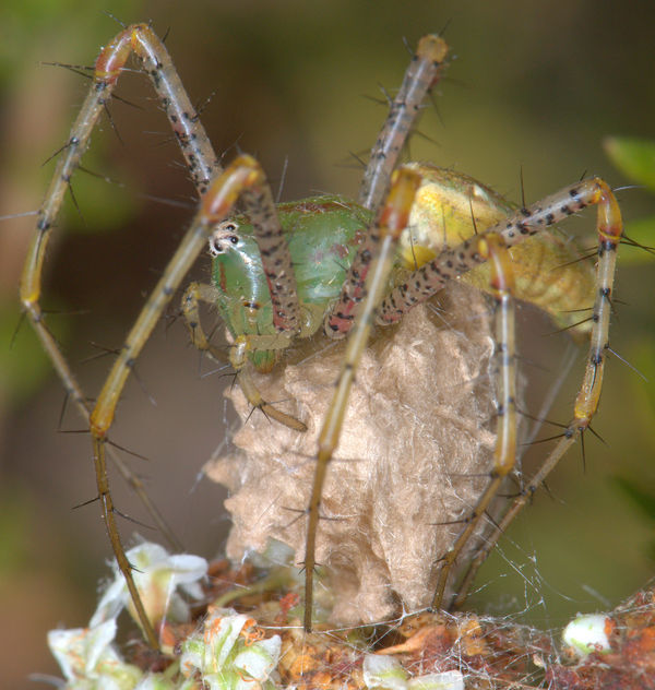 Female Green Lynx spider  (Peucetia viridans) guar...