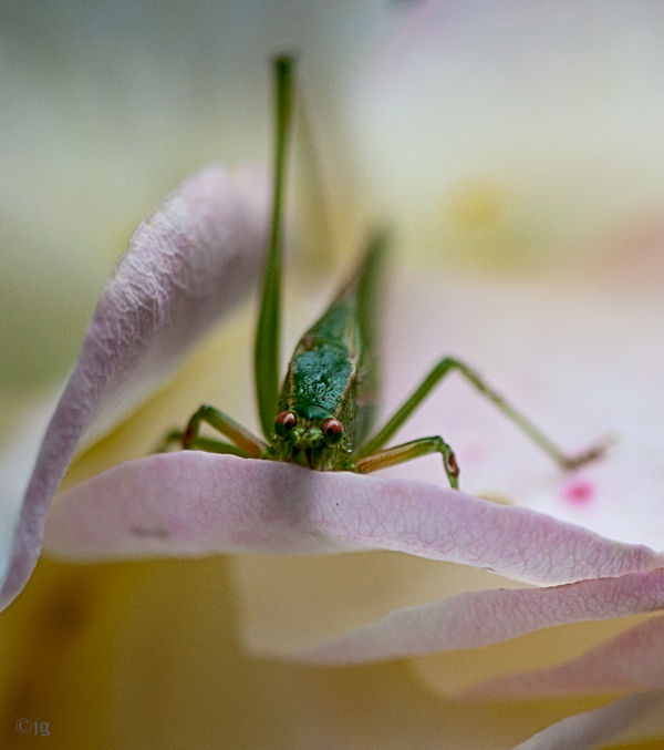 Grasshopper on Rose...