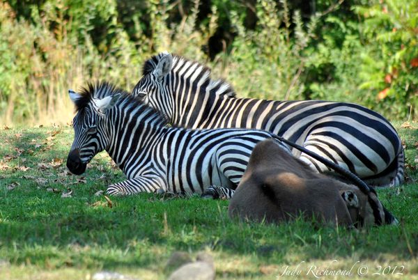 Zebras and ?...