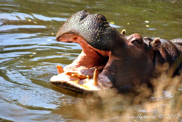 Hippo-This one scared my grandson with his roar....