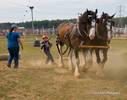 County Fair - Horse Handling...