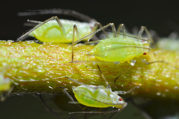 1-mm long Aphid nymphs.  Hand-held Nikon D5000 at ...