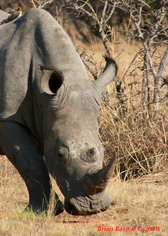 Rhino Head - Close Up...