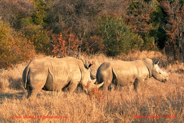 Rhinos Walking in South African Bush...