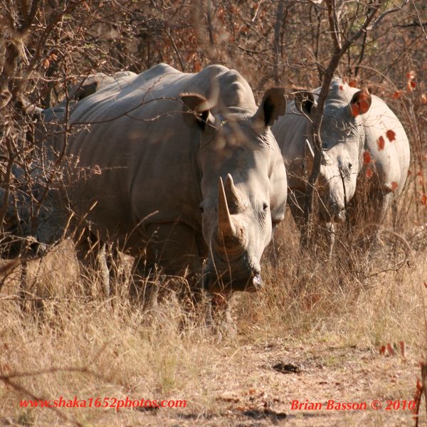 Rhinos Watching Us...