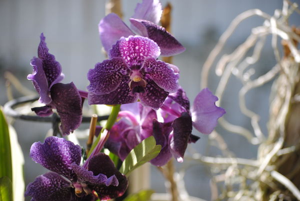 Purple Orchid...