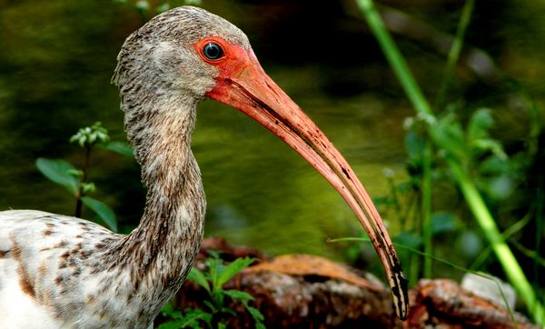 White Ibis, picking through the mud for food....