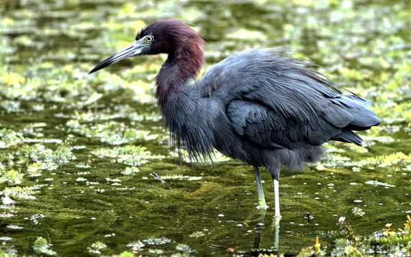 Little Blue Heron...