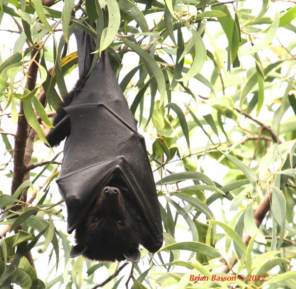 bat help - any one got any tips on photographing bats.. The flying kind??