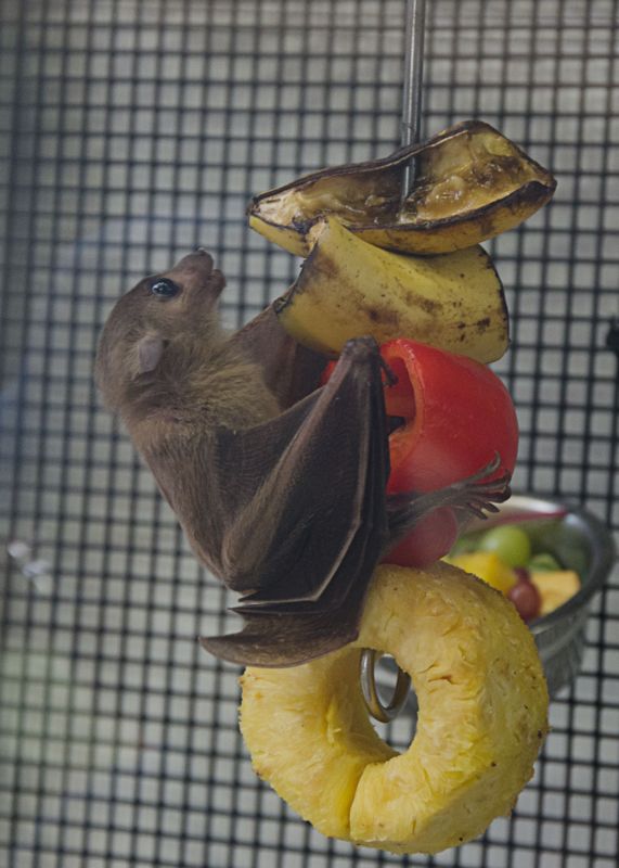 Fruit bat...