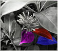 Selective Color...