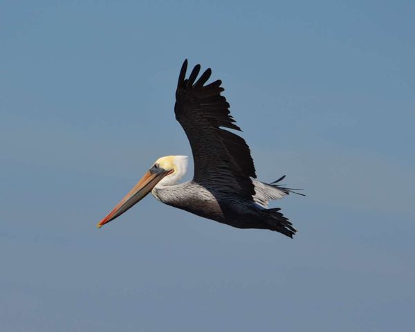 pelican...