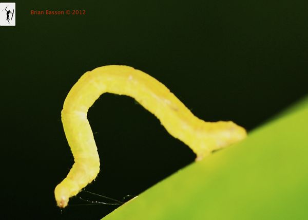 Looper Caterpillar # 2...
