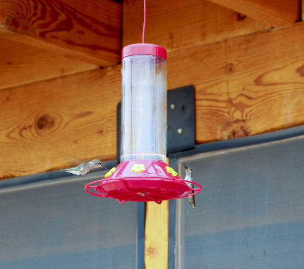 freezing time my first hummingbirds ever...