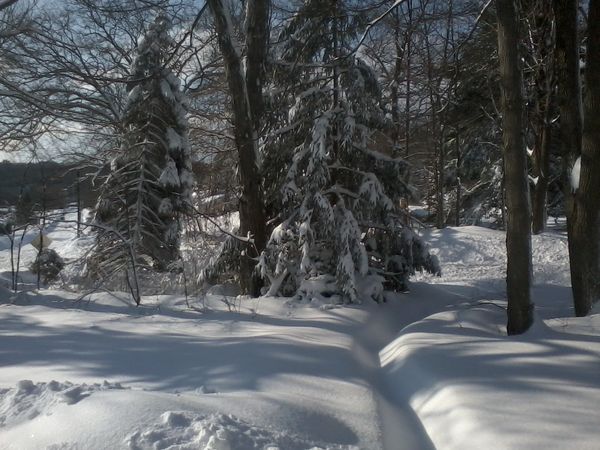 Shadows in the Winter Cold-our front yard...