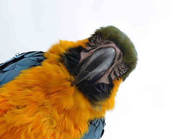 Colourful macaw...
