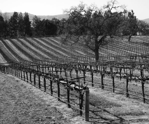 Paso Robles Winery CA...