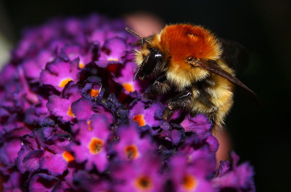 bee on flower...