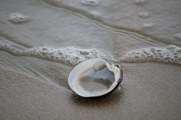 seashell...