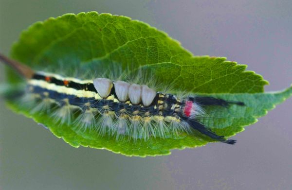 Whitemarked Tussock moth larva on apple leaf...