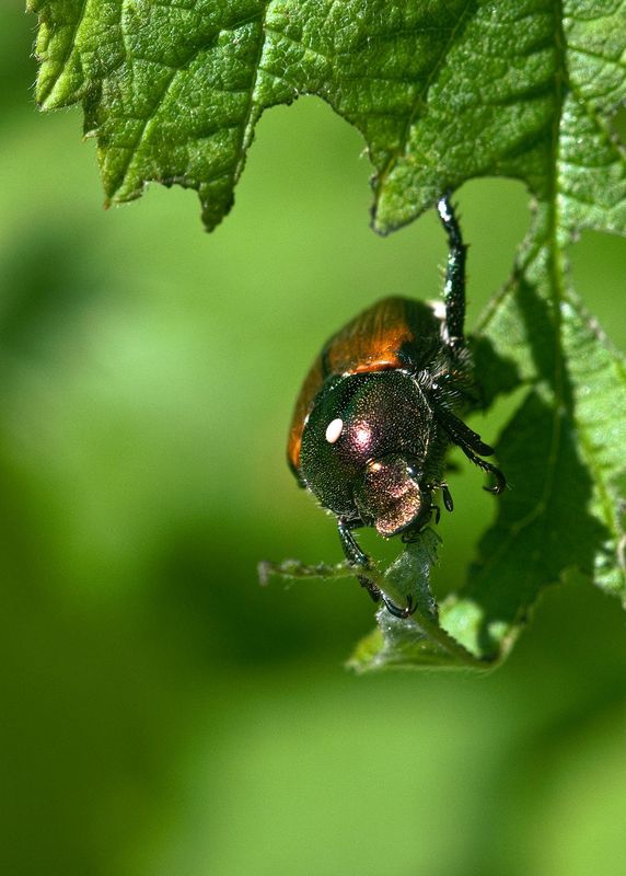 Hungry Japanese beetle...