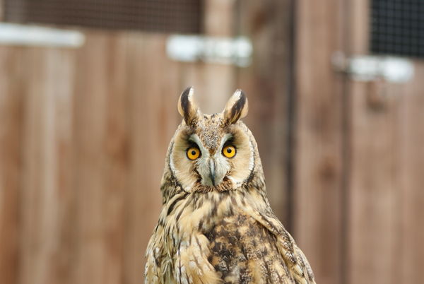 long eared owl...