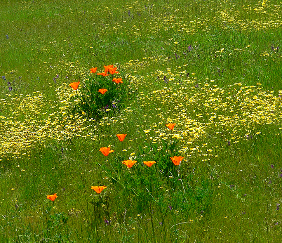 Ear;ly Spring Lower Elevation CA poppies...