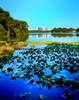 Leu Gardens Lake in Orlando...